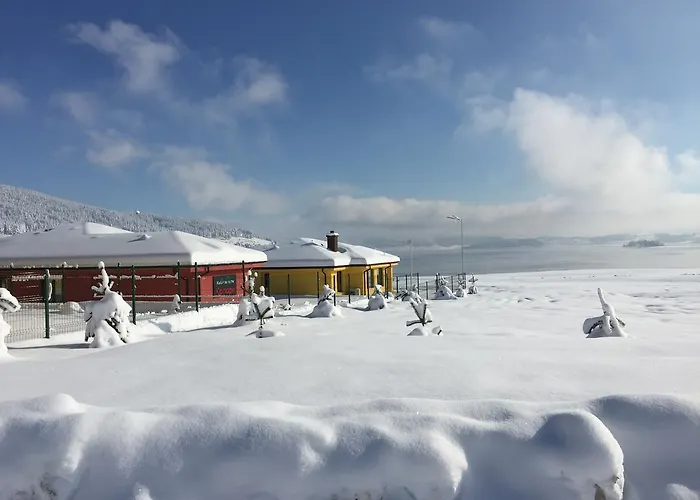 Colori تسيغوف تشارك