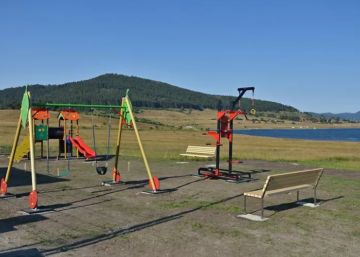 Colori تسيغوف تشارك